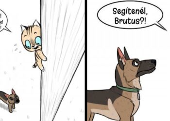 5 új rajz a világ legédesebb állat-duójáról, Pixie-ről és Brutus-ról