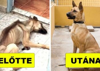 21 szívszorító előtte-utána fotó, mely megmutatja a menhelyi kutyák valódi életét.