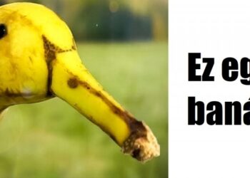 30 felvétel, melyek könnyebben becsapnak, mint egy bűvész