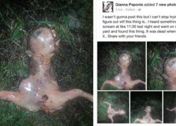 Titokzatos, űrlény-szerű teremtményt találtak Kaliforniában!