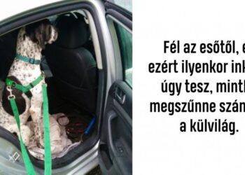 22 nyúlszívű kutya, aki bármilyen kis apróságtól képes megijedni