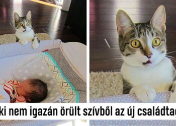 20 drámakirálynő macska, akinek tutira kijárna az aranyszobrocska!