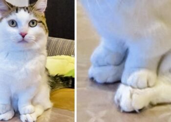 20 macska, aminek valami igazán elállítódott a beállításaiban