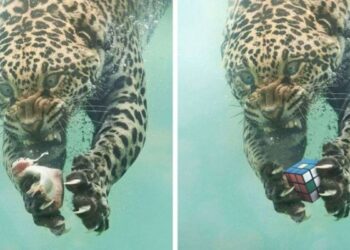 28 Photoshop mester, akik valami rendkívül vicceset alkottak