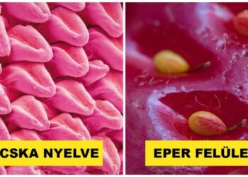 19 hétköznapi dolog, amely igazán furcsán néz ki mikroszkóp alatt.