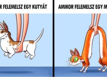 10 vérlázító különbség macskák és kutyák között, mely bizonyítja, hogy két külön bolygóról származnak