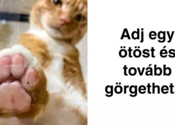 19 macskafotó, amely kimaxolja a cukiság faktort