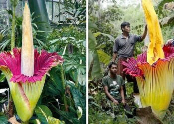 8 csodálatos növény, amik igazi szupererővel rendelkeznek