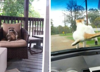 17 pofátlan állatka, aki nagy ívben tojik rád