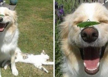 26 őszinte fénykép, ami bebizonyítja, hogy a kutyák szeretetből készülnek