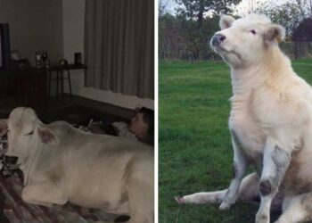 20 humoros alkalom, mikor a tehenek azt gondolták, hogy ők kutyák. most képzeld el a tulajdonosuk életét