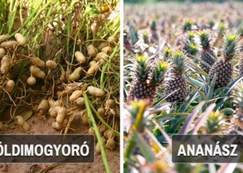 30 meglepő fénykép, mely bemutatja, hogyan néznek ki az ételek, mielőtt még betakarítják őket