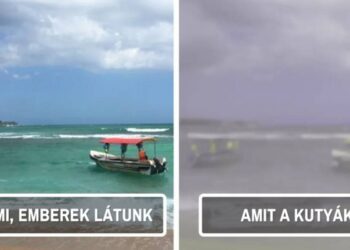 15 szórakoztató tény a kutyákról, mellyel minden gazdinak érdemes tisztában lennie