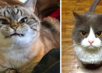 20 macska, aki ha szemmel tudna ölni, már valószínűleg mindannyian halottak lennénk