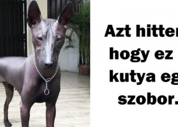 20 elképesztő kutya, akik úgy tűnik, hogy egy másik bolygóról jöttek