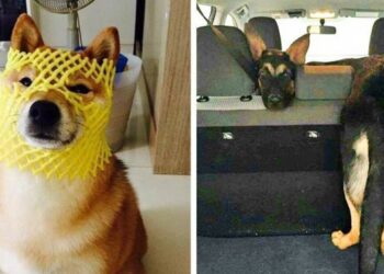 20 szorult helyzetbe került négylábú, aki feldobja a napodat