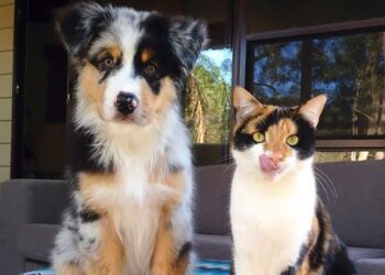 20 állat, akik annyira hasonlítanak egymásra, mintha csak testvérek lennének