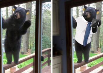 20 könnyfakasztó Photoshop-alkotás, amely kétségkívül jobb hellyé varázsolta az internetet