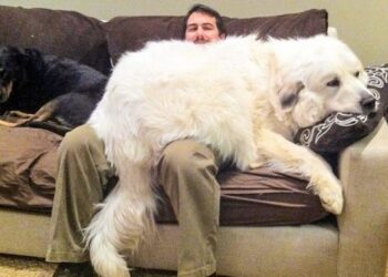 20+ személy, aki kutyát szeretett volna, de medve lett belőle