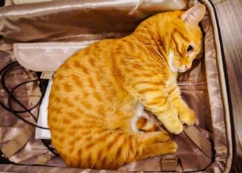 19 fénykép, ami igazolja, hogy a háziállatok sokkal törékenyebbek, mint gondolnánk