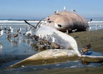 A 11 legfurcsább dolog, amelyet valaha is partra sodort a tenger