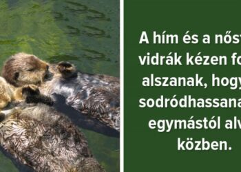 22 meglepő tény az állatvilágról, amelyet valószínűleg Te sem gondoltál korábban