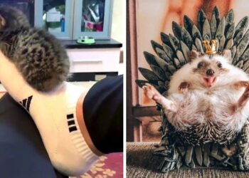 23 állat, akinek az a küldetése, hogy jó hangulatot varázsoljon