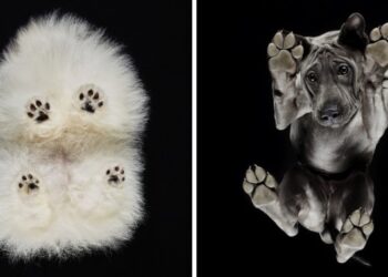 Ilyet még nem láttál: így néznek ki a kutyusok alulról