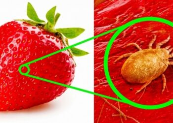 Így néznek ki mikroszkóp alatt a népszerű, mindennap fogyasztott élelmiszereink