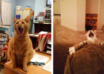 21 kép, mely igazolja, hogy a macskák imádják túldramatizálni a dolgokat