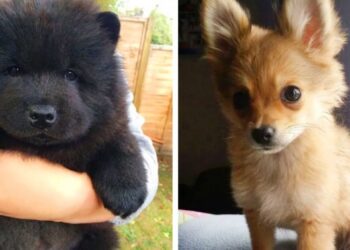 15 meseszép keverék kutyus, akibe biztos, hogy első látásra beleszeretsz