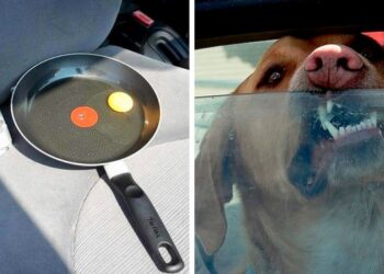 Ezért tilos a tűző napon álló autónkban hagyni az állatainkat