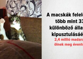 20 meglepő tény, amelyet valószínűleg Te sem gondoltál volna a macskákról