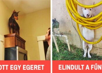 17 ijedős kutya, aki valószínűleg még a saját árnyékától is összetojná magát