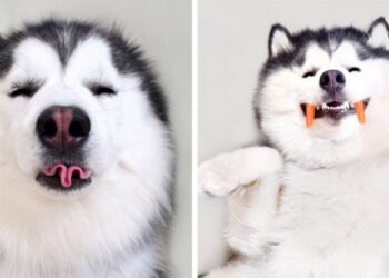 Ő itt Maru, a kedves husky, aki grimaszaival meghódította magának az internetet