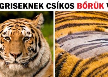 20+ állati tény, amelytől leesik az állad