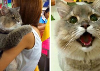 Ő itt Thaiföld legpufókabb macskája, akivel mindenki csak szelfizni akar