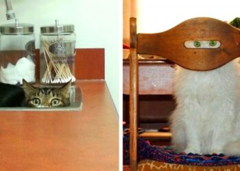 20 felvétel, amely bebizonyítja, hogy a macskák valójában titkos ügynökök