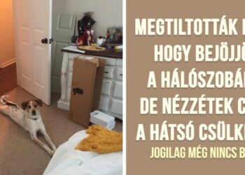 19 kiskutya, aki zseniálisan kijátszotta a szabályokat