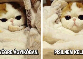 10 dolog, amelyet csak azok érthetnek meg, akiknek gyakran kell pisilniük