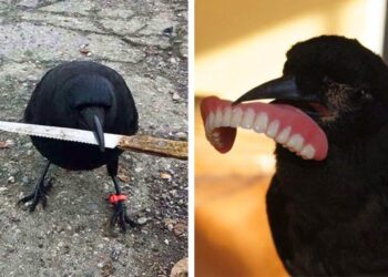 20 felvétel, mely igazolja, hogy a varjak az állatvilág igazi seggfejei