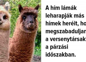 8 tény az állatok világáról, amelyet elsőként kellett volna tanítani a biológia órákon