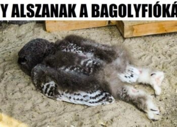 15 tény az állatvilágból, amiről még minden bizonnyal a biológia tanárod sem hallott