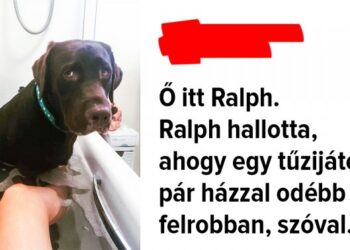 10 háziállat, aki tudja jól, hogy bármit is tesz, a gazdája mindig szeretni fogja őt