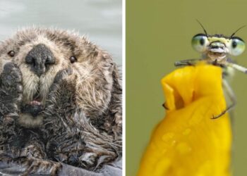 Kihirdették a 2019 legviccesebb természetfotóinak rendezett verseny döntőseit, ezt neked is látnod kell