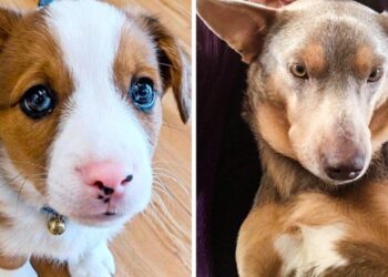 Mi történik, mikor a különböző fajta kutyák szerelembe esnek (20+ fotó)