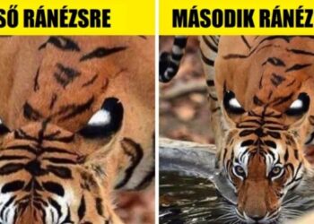 16 fénykép, amely elsőre mindenkit összezavar