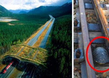 16 lebilincselő mérnöki megoldás, amely állatok ezreit menti meg évről-évre