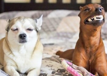 20 fénykép, mely igazolja, hogy két háziállat jobb, mint egy