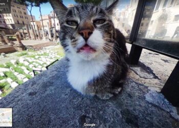 A 20 legjobb, véletlenül készült állatos fénykép, amelyet a Google Street View kapott lencsevégre